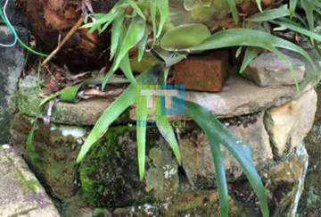 hot water tile cleaning sydney - before photo