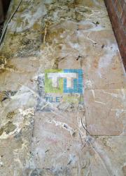 mould moss treatment company sydney before photo